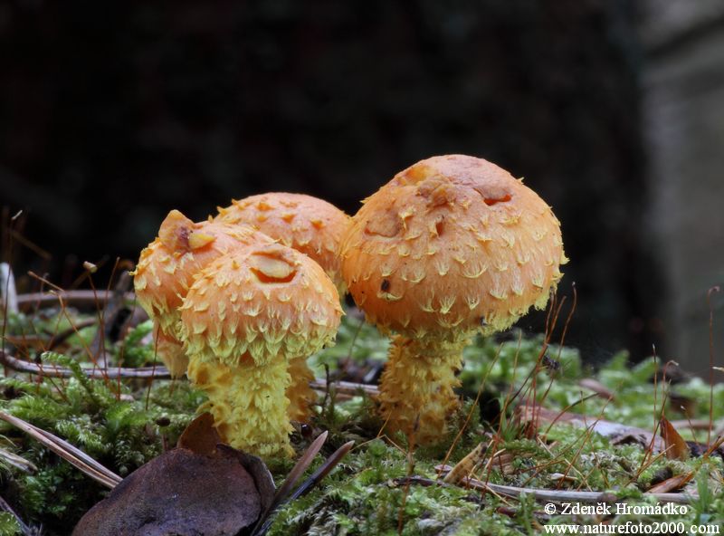 Šupinovka ohnivá, Pholiota flammans (Houby, Fungi)